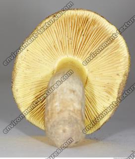 Photo Texture of Mushroom 0016